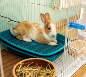 can you potty train a rabbit, Farhad Ibrahimzade Shutterstock
