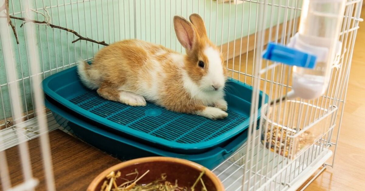 Can You Potty Train A Rabbit PetGuide can-you-potty-train-a-rabbit-petguide