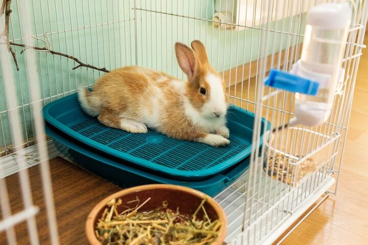 Potty Training Rabbit Setup Can You Potty Train a Rabbit? | PetGuide
