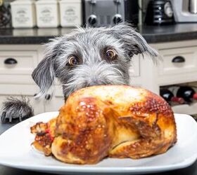 how to keep your pet safe this thanksgiving, GoodFocused Shutterstock