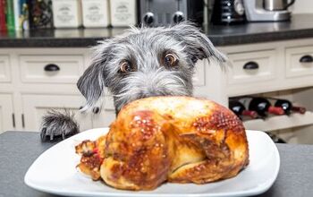 How to Keep Your Pet Safe This Thanksgiving