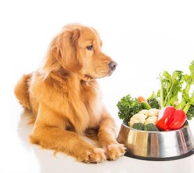 Should You Switch Your Pets to a Vegan Diet?