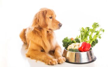 Should You Switch Your Pets to a Vegan Diet?