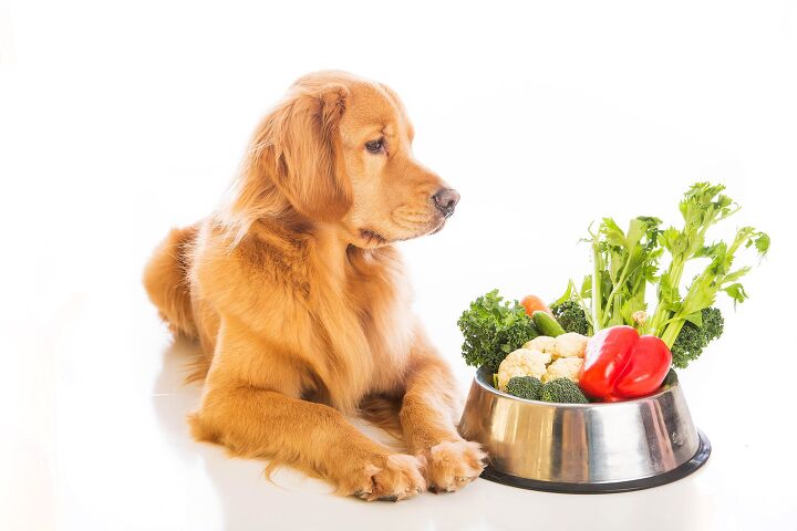 should you switch your pets to a vegan diet, MPH Photos Shutterstock