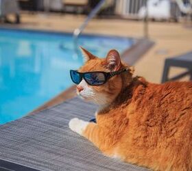 Fat Feline Gets Fit in the Pool and Gains a TikTok Following