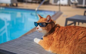 Fat Feline Gets Fit in the Pool and Gains a TikTok Following
