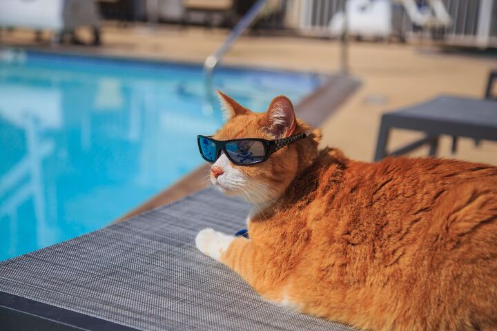 fat feline gets fit in the pool and gains a tiktok following, Photo Credit Juancat Shutterstock com