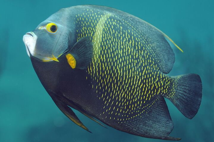 angelfish gets ct scan, Peter Leahy Shutterstock