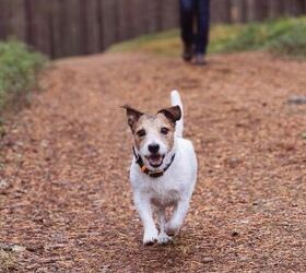 what is seasonal canine illness, Photo credit alexei tm Shutterstock com