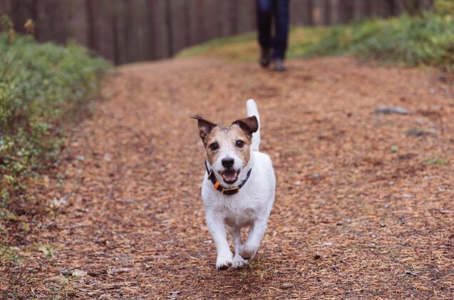 what is seasonal canine illness, Photo credit alexei tm Shutterstock com