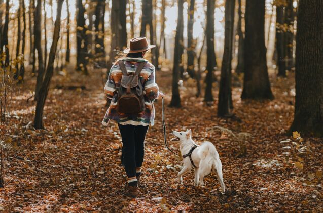 what is seasonal canine illness, Photo credit Bogdan Sonjachnyj Shutterstock com