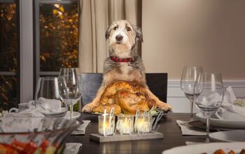 What Foods Can My Dog Have on Thanksgiving?