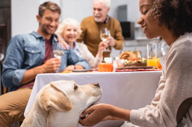 what foods can my dog have on thanksgiving, Photo credit LightField Studios Shutterstock com