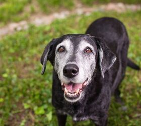Finally Home Retirement Home: A Place Where All Senior Dogs Are Loved