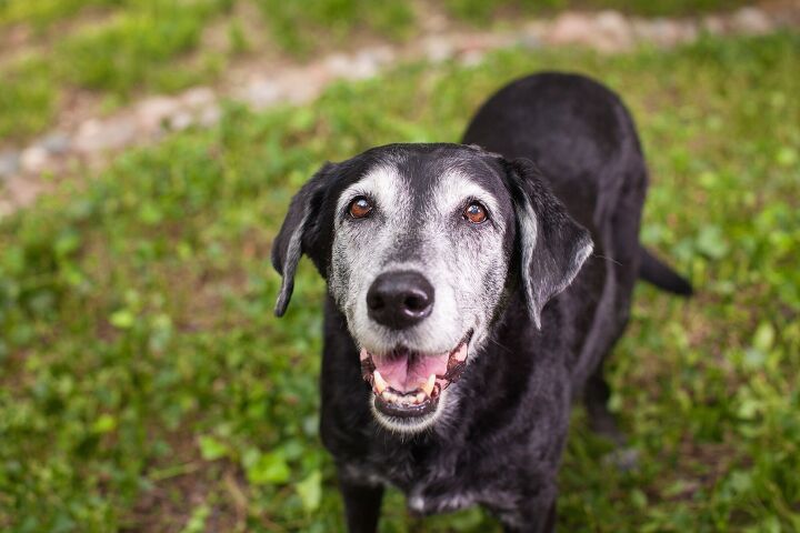 finally home retirement home a place where all senior dogs are loved, The Dog Photographer Shutterstock