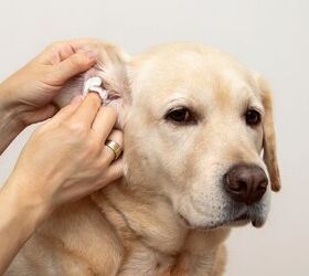 how often should i clean my dog s ears, fetrinka Shutterstock