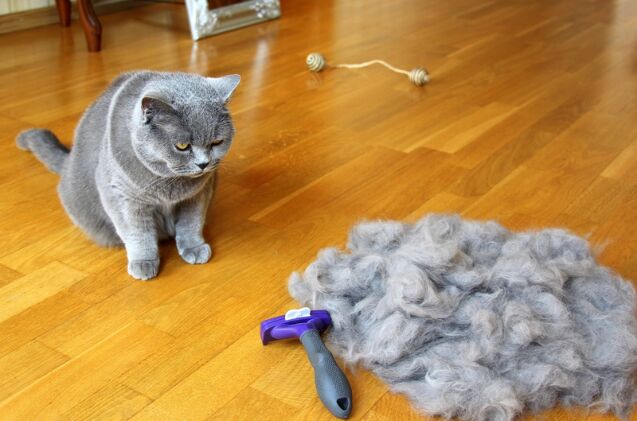 why is my cat shedding in october, Photo credit Sagittarius 13 Shutterstock com