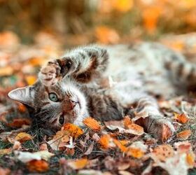 do cats slow down in autumn, Photo credit Bachkova Natalia Shutterstock com