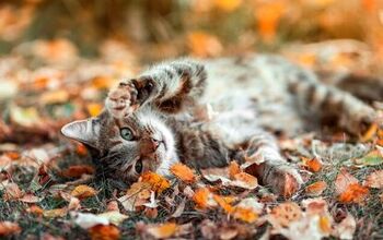 Do Cats Slow Down in Autumn?