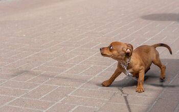 Anxiety in Dogs: Studies Show How Common It Is