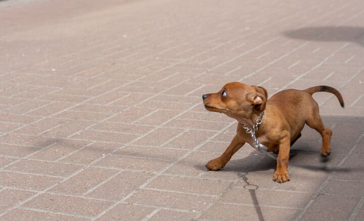anxiety in dogs studies show how common it is, Yu li ko Shutterstock