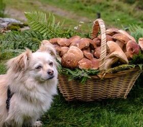 what do i do if my dog eats wild mushrooms, Photo credit trattieritratti Shutterstock com