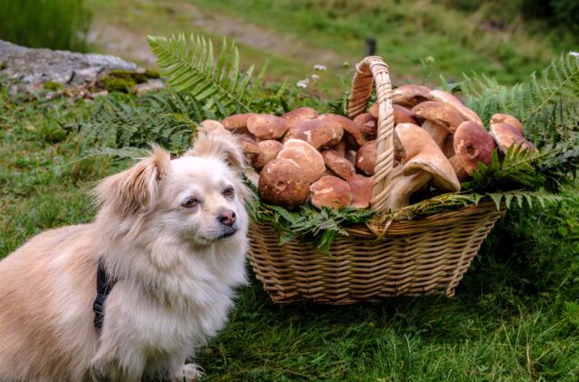 what do i do if my dog eats wild mushrooms, Photo credit trattieritratti Shutterstock com