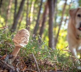 what do i do if my dog eats wild mushrooms, Photo credit Mike Workman Shutterstock com
