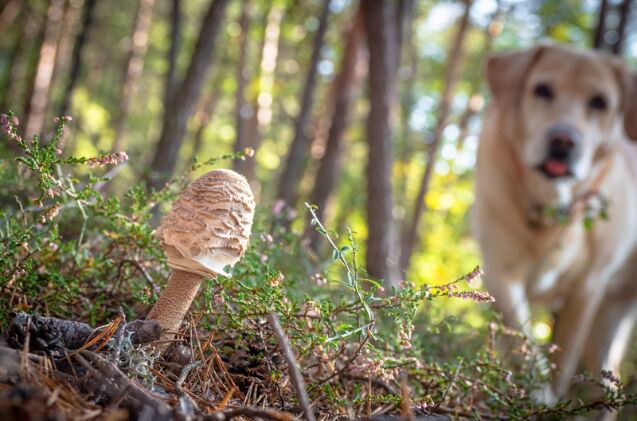 what do i do if my dog eats wild mushrooms, Photo credit Mike Workman Shutterstock com