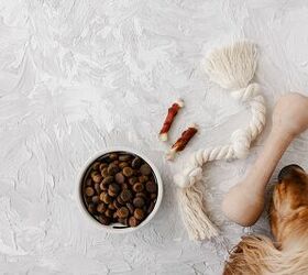 study confirms dogs prefer food over toys, Switlana Sonyashna Shutterstock