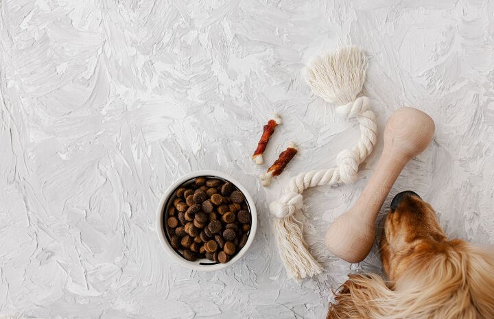 study confirms dogs prefer food over toys, Switlana Sonyashna Shutterstock