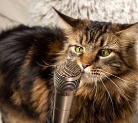 Bella the Cat Breaks the Guinness World Record for Loudest Purr