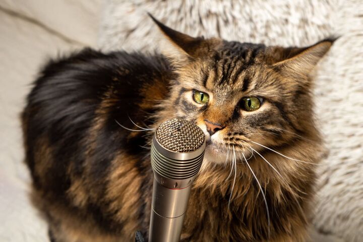 bella the cat breaks the guinness world record for loudest purr, Paymaster Shutterstock