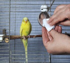 how often should i clean my bird s cage, victoras Shutterstock