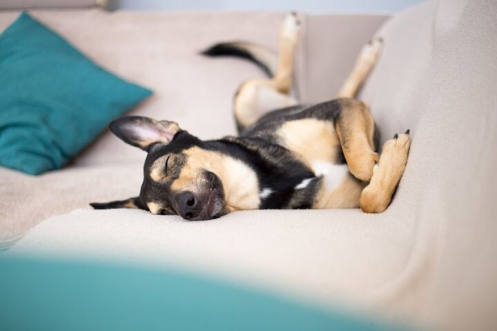 how much sleep do dogs need, Olga Popko Shutterstock