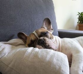 can dogs have sleep apnea, Valeriia Khodzhaeva Shutterstock