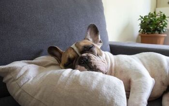 Can Dogs Have Sleep Apnea?