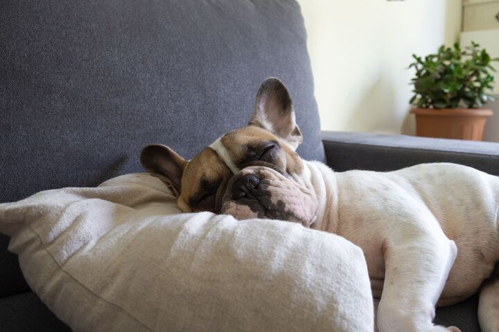 can dogs have sleep apnea, Valeriia Khodzhaeva Shutterstock