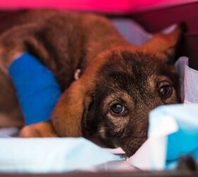 First-ever Canine Parvovirus Treatment Offers Hope for Sick Puppies