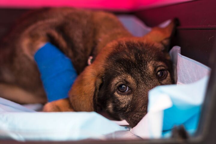 first ever canine parvovirus treatment offers hope for sick puppies, Todorean Gabriel Shutterstock