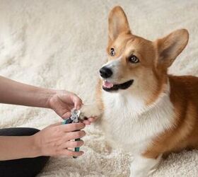 What Should I Do If My Dog is Afraid of Nail Trims?