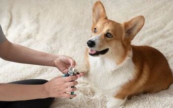 What Should I Do If My Dog is Afraid of Nail Trims?