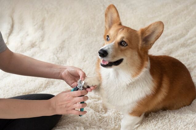 what should i do if my dog is afraid of nail trims, Photo credit Lana Kray Shutterstock com
