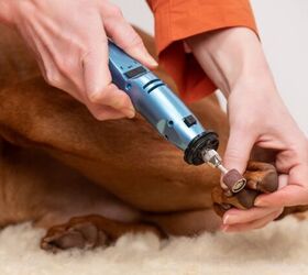 what should i do if my dog is afraid of nail trims, Photo credit ABO PHOTOGRAPHY Shutterstock com