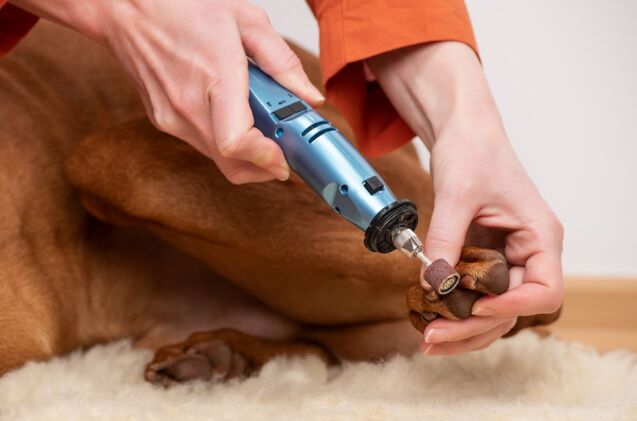 what should i do if my dog is afraid of nail trims, Photo credit ABO PHOTOGRAPHY Shutterstock com