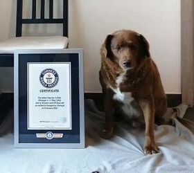 guinness world record holder bobi earns his wings, Photo Credit Guinness World Records