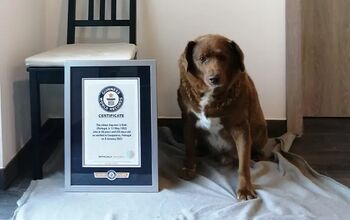 Guinness World Record Holder, Bobi "Earns His Wings"