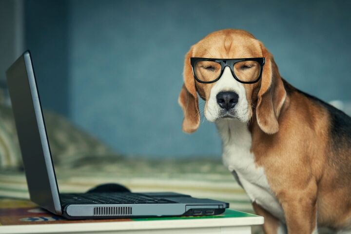 technology tracking dogs really are a thing, Photo Credit Soloviova Liudmyla Shutterstock com
