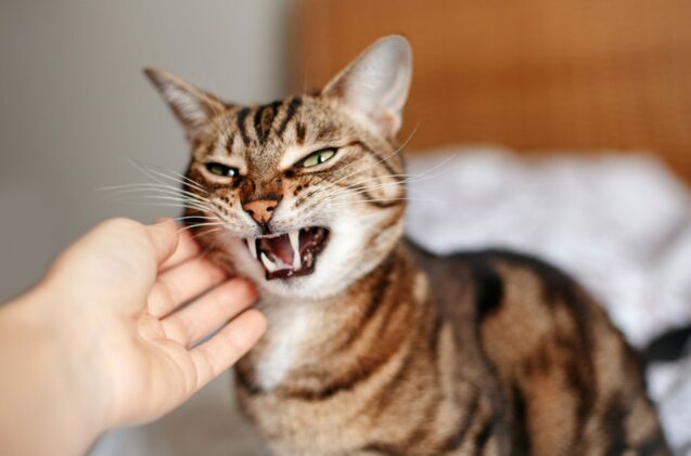 why is my cat suddenly acting aggressive, Photo credit Anna Kraynova Shutterstock com