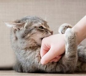 why is my cat suddenly acting aggressive, Photo credit Sozina Kseniia Shutterstock com